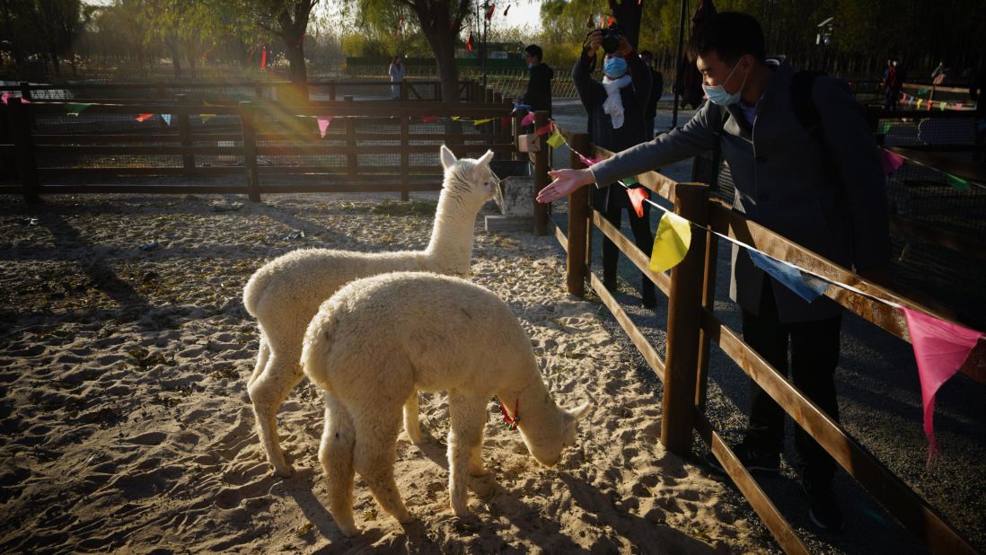 <strong>Harvests and animals: </strong>Among the activities on offer in rural tourist sites are petting animals, harvesting food and staying in farmhouses. Here, visitors feed alpacas at a rural tourism complex in northern China's Hebei province.
