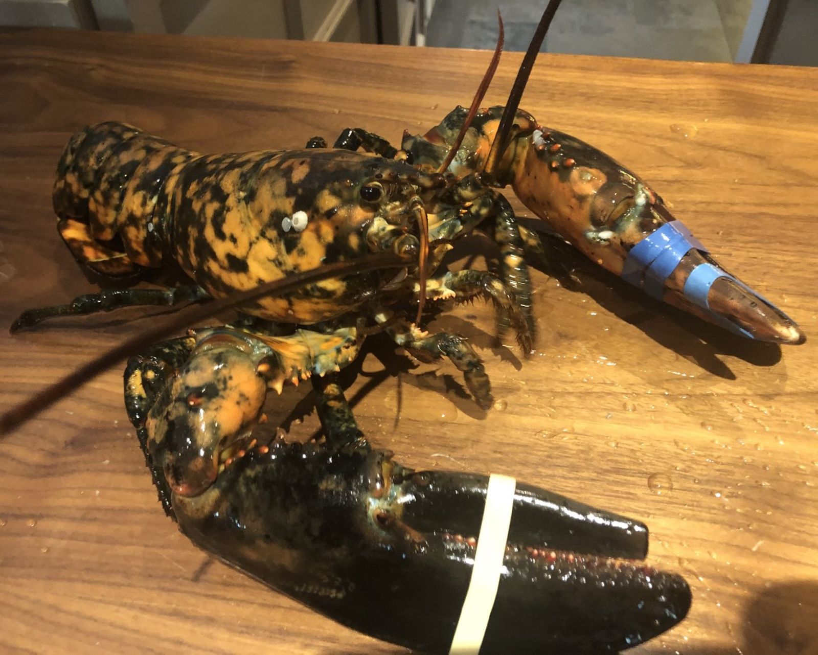 Rare Calico Lobster Turns Heads, And Escapes Dinner Menu : The Two-Way : NPR