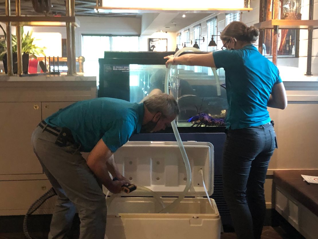 Museum employees transfer Freckles to his new home.