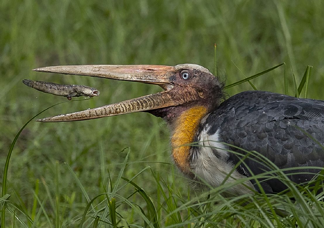 An adjutant stork snatches a fish inside the Pobitora wildlife sanctuary, on the outskirts of Guwahati, India, on Tuesday, May 4.