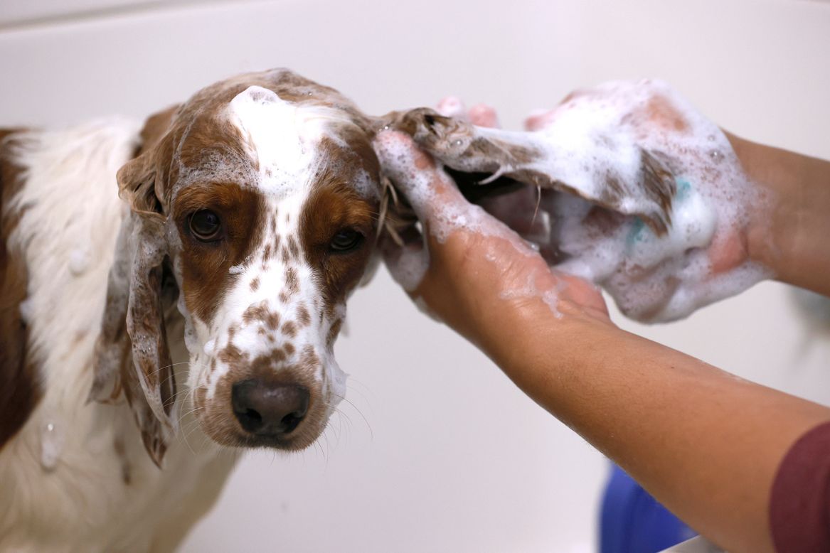 Jose Salas washes a dog at Canine Designs, a pet grooming salon in San Rafael, California, on Friday, April 30. The pet-care industry has been seeing a surge in business during the pandemic, with many pet owners pampering their pets while they work from home.