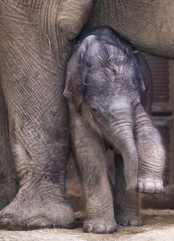A 1-week-old baby elephant is seen under his mother at a zoo in Budapest, Hungary, on Saturday, May 1.