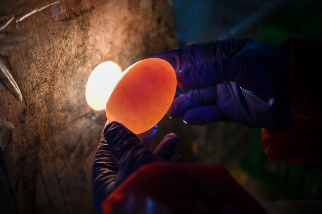 A worker at Jiangsu Gaoyou Duck Co. Ltd uses a light to search for double-yolk eggs.