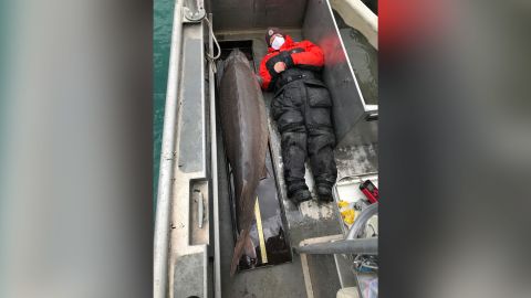 The fish, assumed to be female, was caught in the Detroit River.