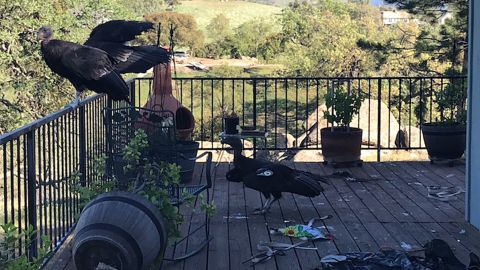 The birds knocked over planters and shredded a spa cover on Cinda Mickols' deck.