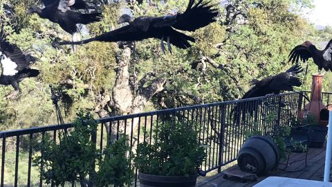 Condors have a wing span of up to 9 feet and can weigh over 20 pounds.