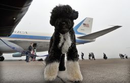 US First Family dog Bo waits to board the the Air Force One in Cape Cod on Martha's Vineyard, Massachusetts, on August 30, 2009 en route to Washington, DC. 