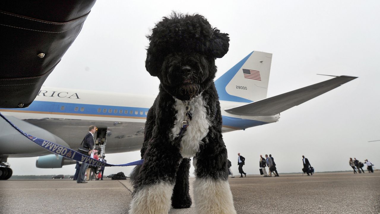US First Family dog Bo waits to board the the Air Force One in Cape Cod on Martha's Vineyard, Massachusetts, on August 30, 2009 en route to Washington, DC. 