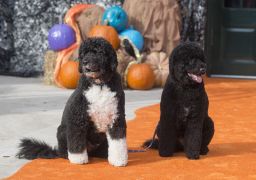 The First Family's dogs, Bo and Sunny, pose for photos on the South Lawn of the White House on October 30, 2015.