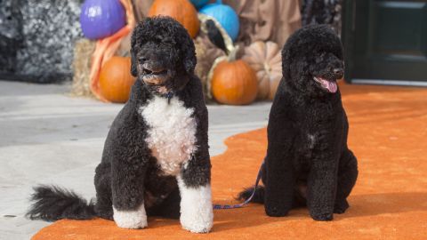 The First Family's dogs, Bo and Sunny, pose for photos on the South Lawn of the White House on October 30, 2015.