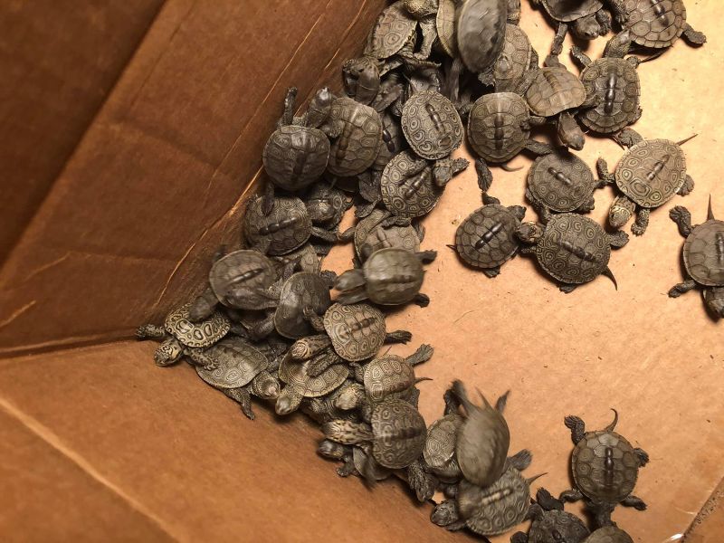 Turtles for sale pets best sale at home