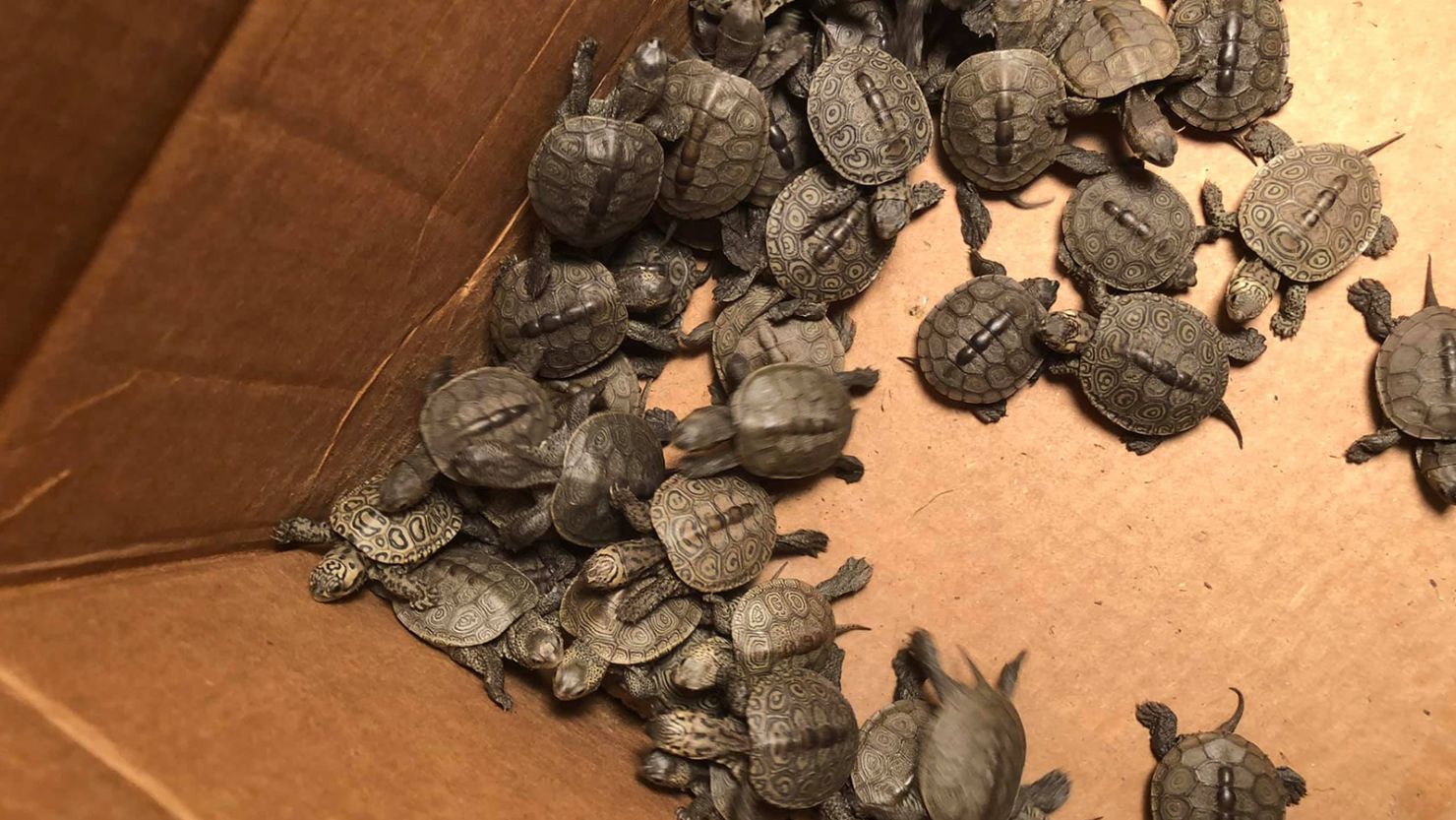 More than 825 baby turtles rescued from storm drains have made their home at Stockton University.