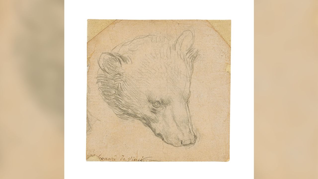 Head of a Bear Da Vinci