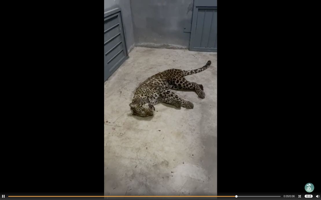 This partially sedated juvenile leopard was captured on May 8, having escaped a week earlier from a safari park in Hangzhou, China.