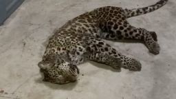 Authorities in Hangzhou's Fuyang district posted a video of a partially-sedated juvenile leopard after it was captured on May 8, 2021, having escaped a week earlier from a safari park in the eastern Chinese city.