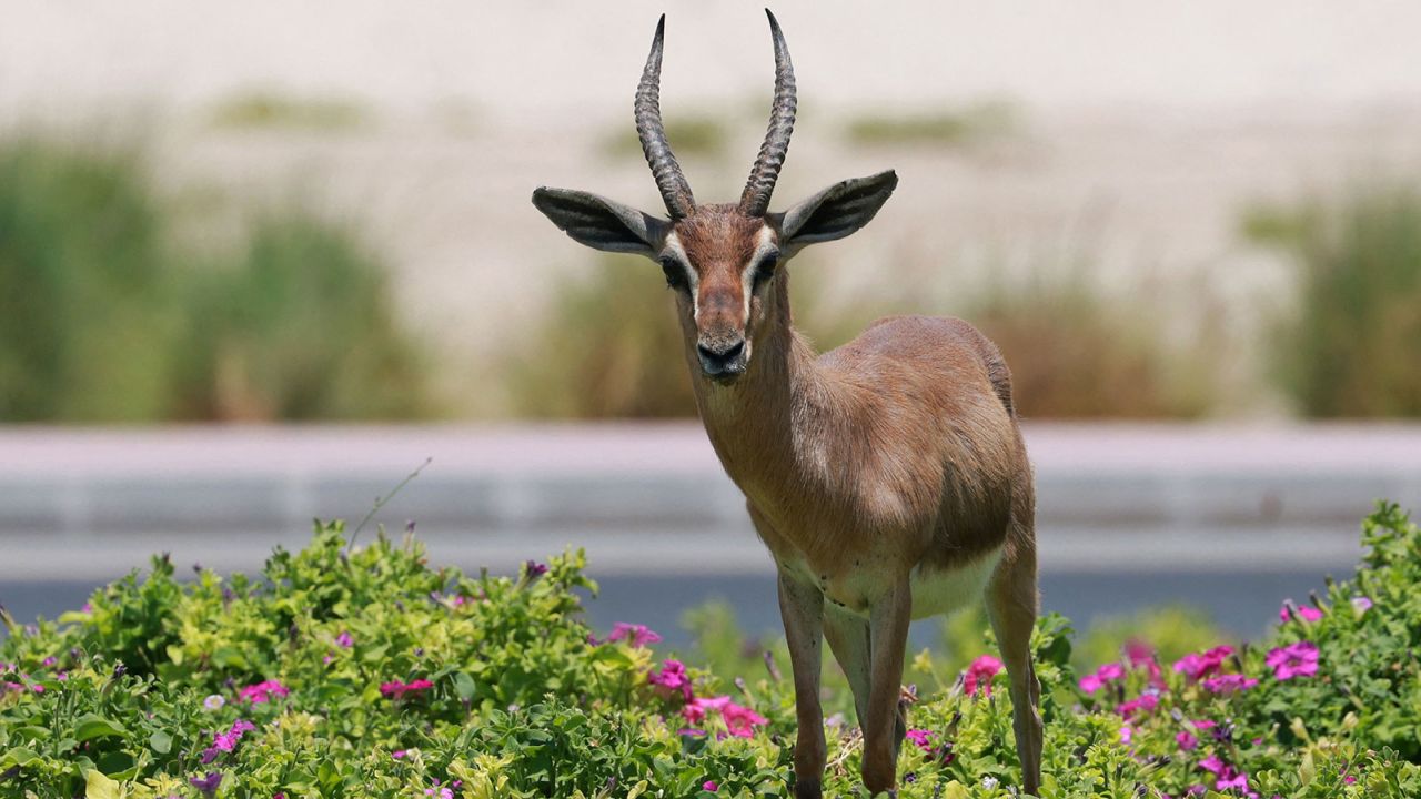 If you're lucky, you might spot a gazelle at Al Qudra. 