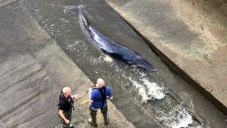 Rescue attempts are made as a small whale stranded in the River Thames is seen in this picture obtained from social media in London, Britain, May 9, 2021. DAVID KORSAKS @dkfitldn/via REUTERS THIS IMAGE HAS BEEN SUPPLIED BY A THIRD PARTY. MANDATORY CREDIT. NO RESALES. NO ARCHIVES.     TPX IMAGES OF THE DAY
