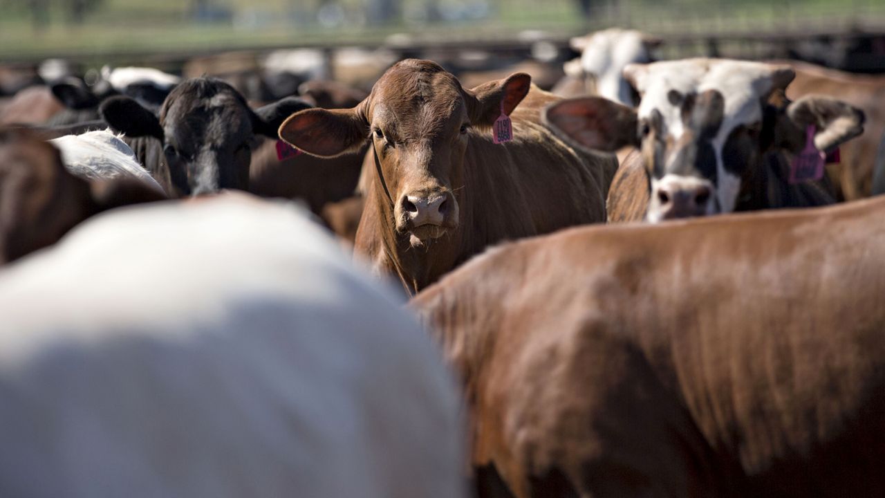 Eating less red meat is one of the biggest ways consumers can help reduce the pollution generated by agriculture, a new study finds