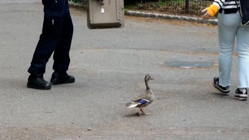 duck central park nyc cops moos pkg vpx
