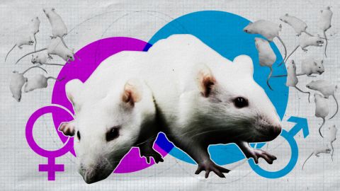 20210511-Male-Female-lab-rats