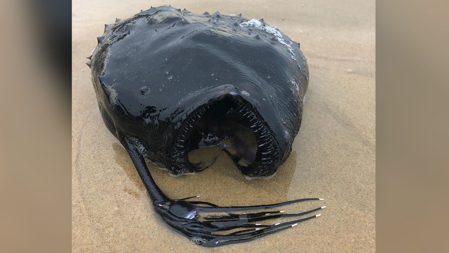Football Fish: A monstrous-looking fish normally found thousands of feet  deep in the ocean washed up on a California beach
