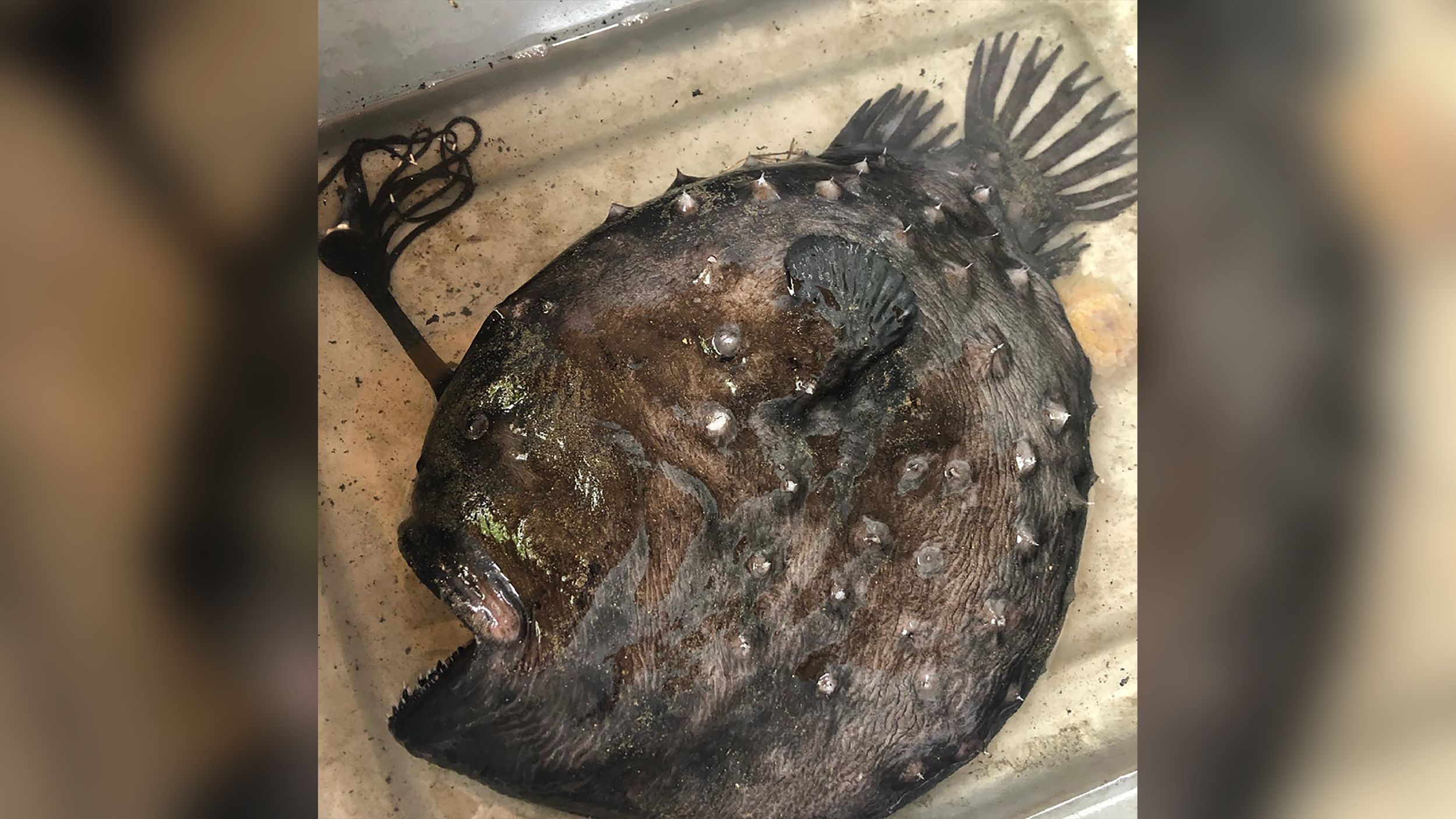 Rare and frightening footballfish washes up in California – again, Fish