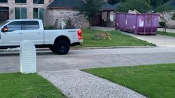 A tiger seen roaming a Houston yard is nowhere to be found.