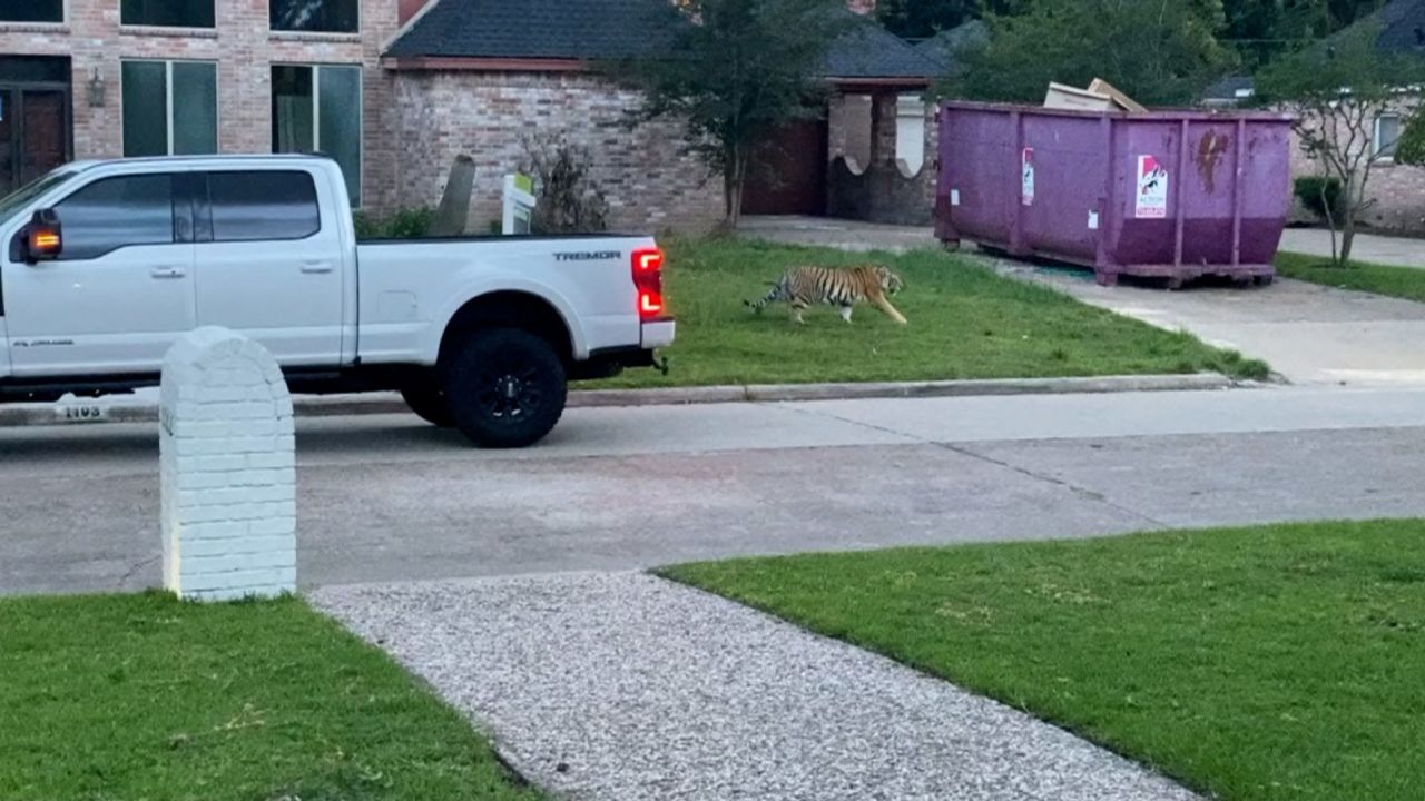 This 9-month-old tiger, seen here roaming a Houston yard, was still missing as of Thursday.