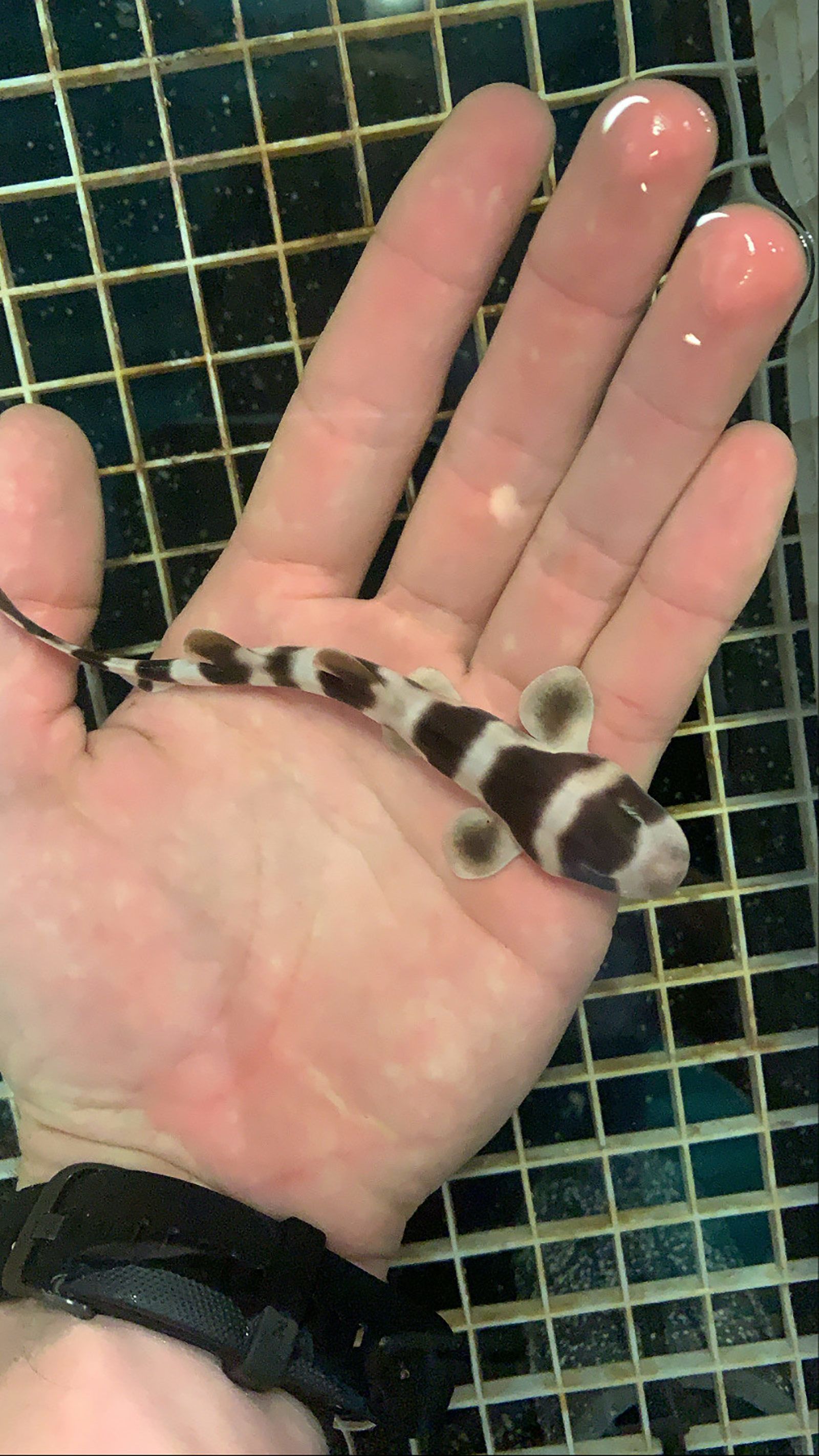 Tennessee Aquarium hatches Baby Shark in the middle of Shark Week