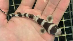 This newly hatched bamboo shark was born via artificial insemination.