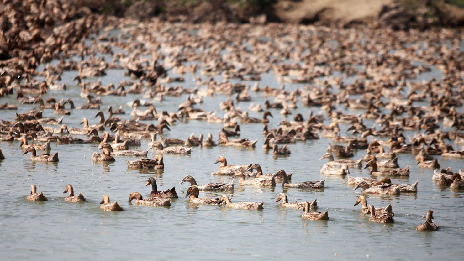 Ducks swim in the water at a breeding base in Gaoyou, China.  