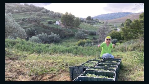 Stubbs helping with the olive harvest on Wolferstan's farm.