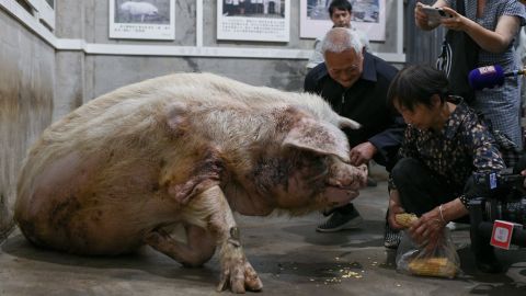 Zhu Jiangqiang's former owners feed him at the Jianchuan Museum on May 12, 2021 in Chengdu, China.