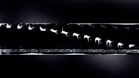 These 12 frames showing a cat falling were taken by Étienne-Jules Marey in 1894.