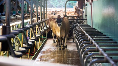 Dairy cows typically come home every day for milking, making it easier to put them on a strict diet. 