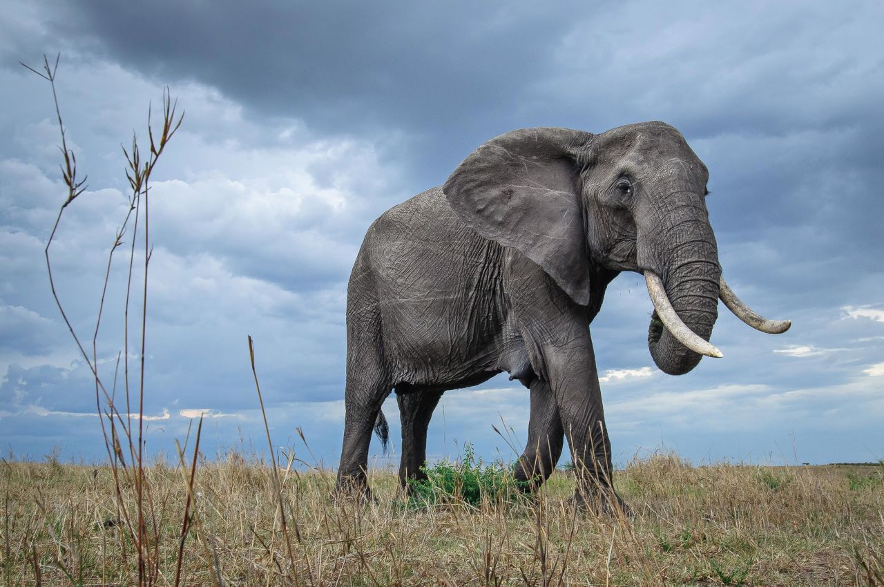 The African elephant belonged to the original "Big Five" -- a term used during colonial times in Africa to describe the most prized and dangerous animals to hunt. It has now been voted one of the "New Big 5" -- the world's favorite animals to see photographed -- as part of an initiative to raise awareness of the threats to wildlife.