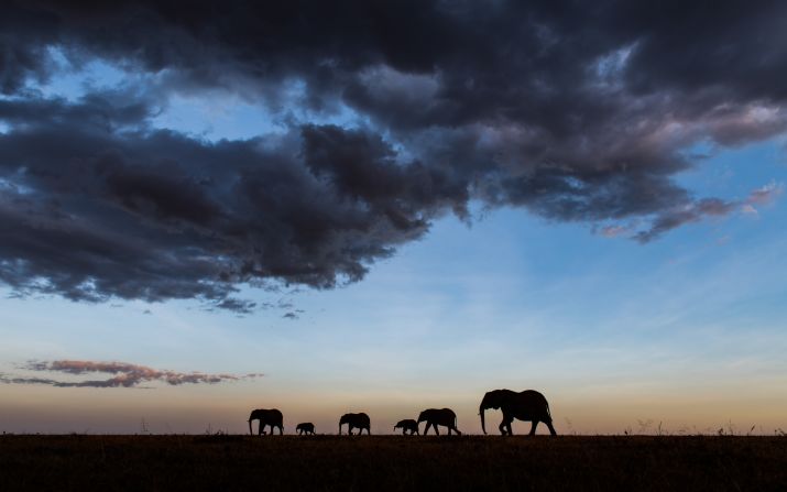Elephant populations have declined in recent years. The African elephant, <a href="index.php?page=&url=https%3A%2F%2Fwww.worldwildlife.org%2Fspecies%2Felephant" target="_blank" target="_blank">the largest of all elephant species</a>, has been worst hit -- with poaching for ivory one of the biggest threats. In 2016, there were an <a href="index.php?page=&url=https%3A%2F%2Fwww.iucnredlist.org%2Fspecies%2F181007989%2F181019888%23population" target="_blank" target="_blank">estimated 415,000</a> left on the continent, a decline of 111,000 since 2006. <br />