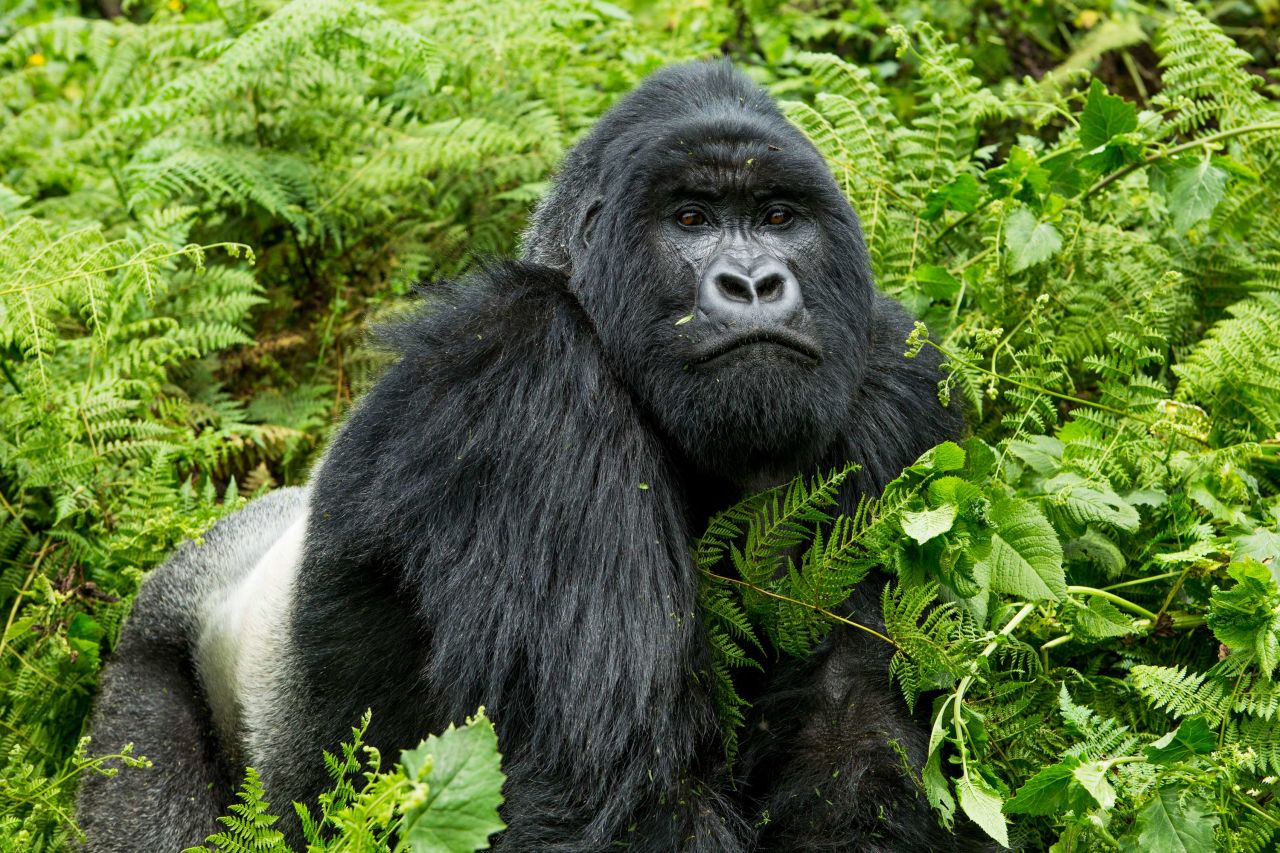 "Gorillas are majestic animals but also vulnerable because they're so few in number. A good photograph can bring out their personalities and inspire people to protect them," said Gladys Kalema-Zikusoka, founder and CEO of the non profit Conservation Through Public Health, in a press release for the New Big 5 initatiative. 