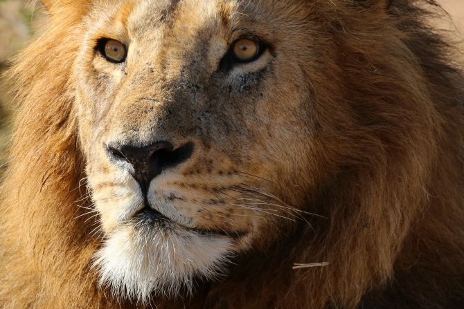 Lions are found in sub-Saharan Africa, but despite not having a natural predator, their populations have <a href="index.php?page=&url=https%3A%2F%2Fwww.wwf.org.uk%2Flearn%2Fwildlife%2Fafrican-lions%23lions" target="_blank" target="_blank">plummeted by over 40%</a> in the last three generations. They are threatened by habitat loss and human-wildlife conflict, as well as a reduction in numbers of their prey species as a result of hunting by humans. With only around 20,000 in the wild, they are <a href="index.php?page=&url=https%3A%2F%2Fwww.iucnredlist.org%2Fspecies%2F15951%2F115130419%23population" target="_blank" target="_blank">classified as vulnerable</a>.