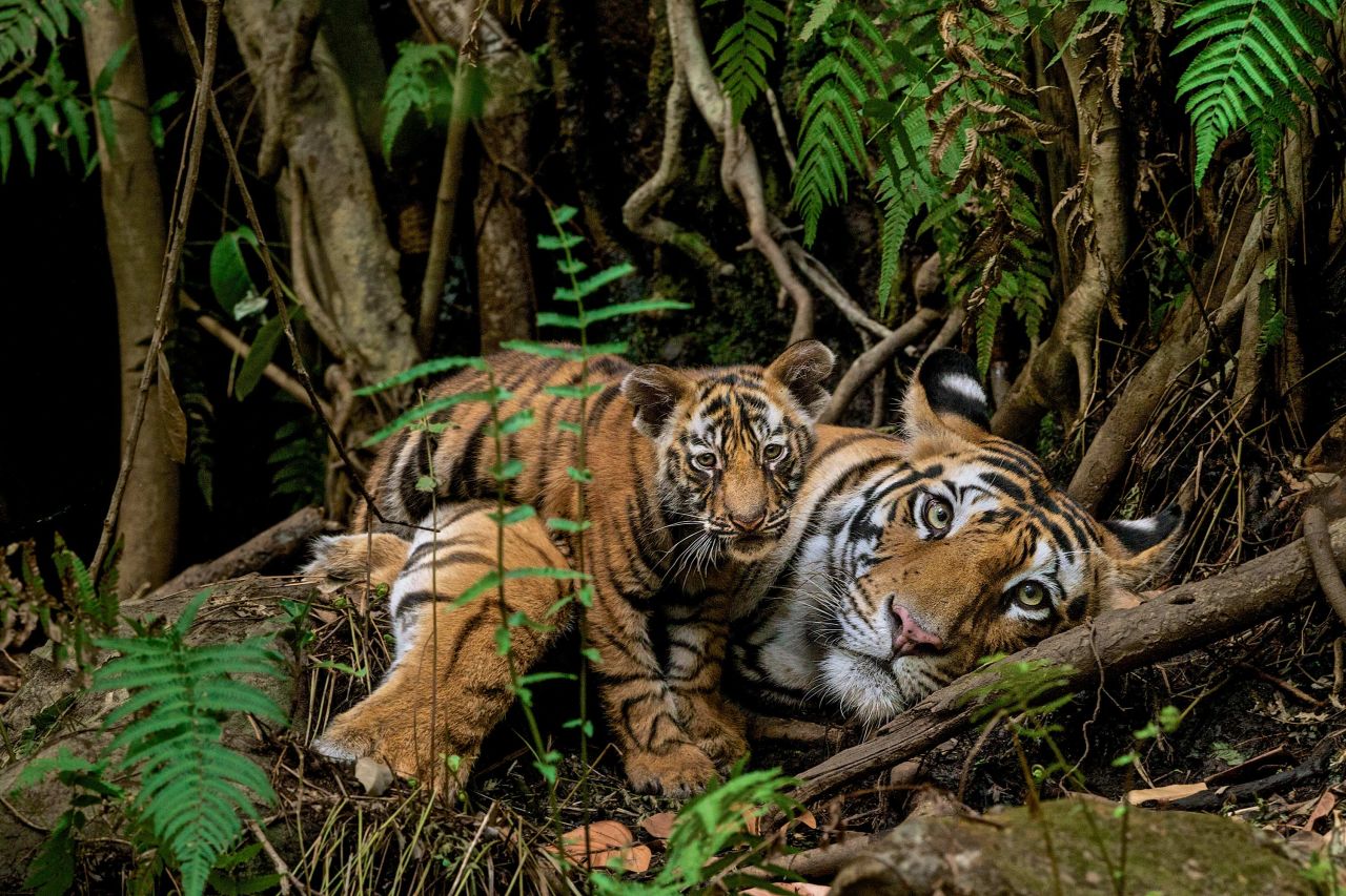 "Tigers are a photographer's dream. The beauty of a tiger in every photo promotes conservation, so if you want to save the world's most charismatic species, get your camera and go find the tiger," said Valmik Thapar, Indian conservationist and author, in a press release for the New Big 5.