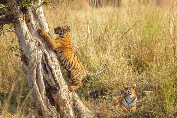 Tigers are listed as <a href="index.php?page=&url=https%3A%2F%2Fwww.iucnredlist.org%2Fspecies%2F15955%2F50659951%23population" target="_blank" target="_blank">endangered</a> -- with an estimated 3,000 adults remaining in the wild. Habitat destruction, human-wildlife conflict, and the illegal wildlife trade are some of their biggest threats.