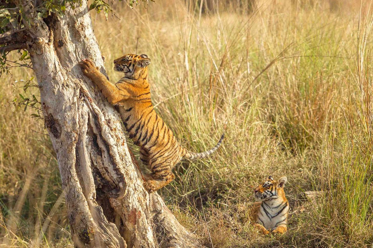 Tigers are listed as <a href="https://www.iucnredlist.org/species/15955/50659951#population" target="_blank" target="_blank">endangered</a> -- with an estimated 3,000 adults remaining in the wild. Habitat destruction, human-wildlife conflict, and the illegal wildlife trade are some of their biggest threats.