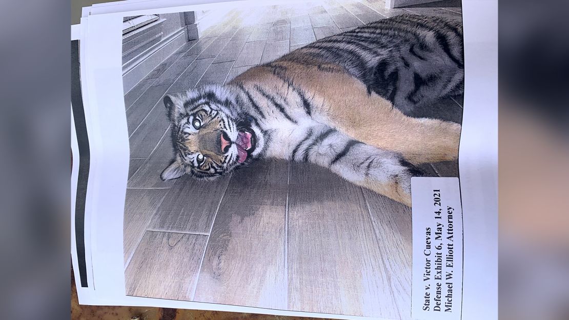 The tiger named India, in a photo provided by Victor Hugo Cuevas' attorney, Michael Elliott.