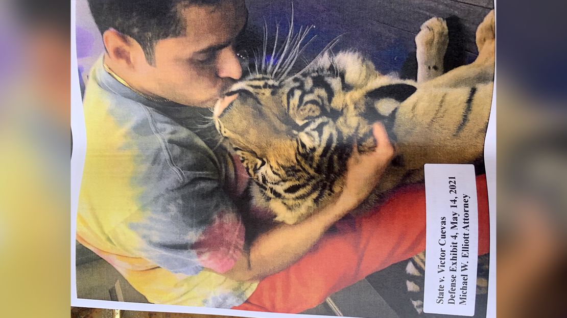 Victor Hugo Cuevas' attorney Michael Elliott provided photos of Cuevas and the missing tiger named India. He said the cat would visit Cuevas a couple times a month.