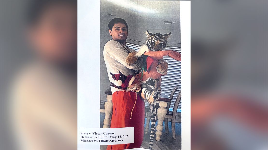 Victor Hugo Cuevas with the tiger, in a photo from attorney Elliott. 