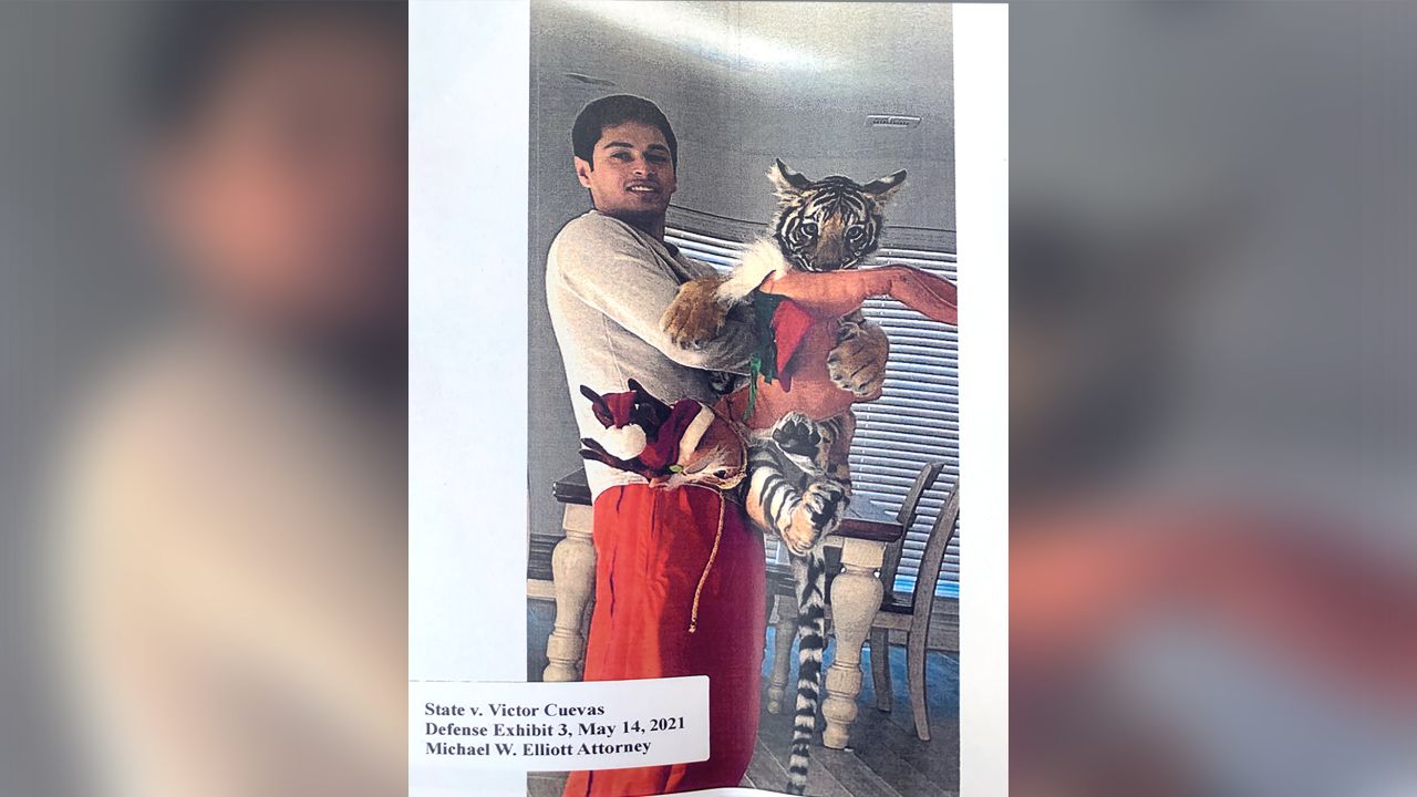 Victor Hugo Cuevas' attorney said his client did not own the tiger, but occasionally cared for it.