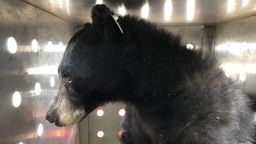 The bear looks out of its transport container before it was released in Colorado.