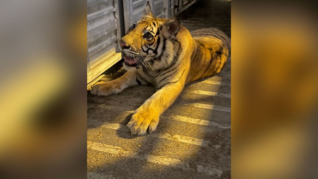 2-month-old Malayan tiger cub makes Cleveland home