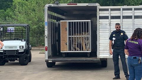 India is seen prior to being transported to Cleveland Amory Black Beauty Ranch, an animal shelter in Murchison, Texas.