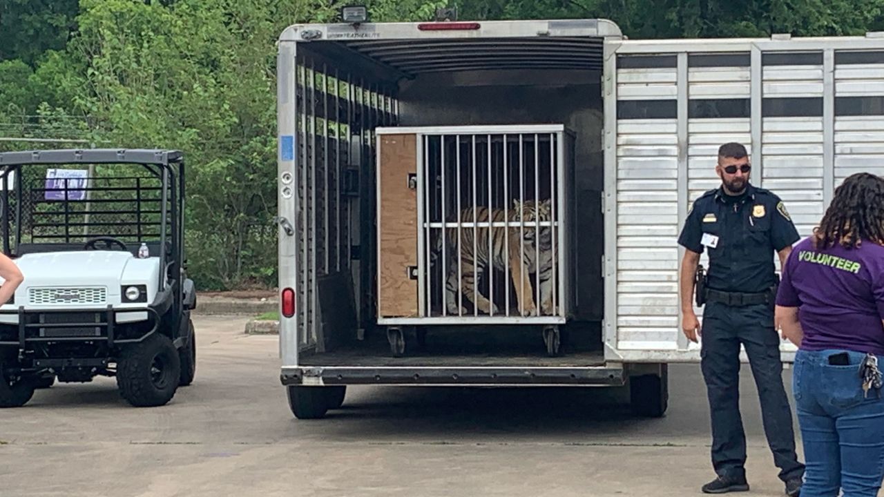 A spokesperson for the Cleveland Amory Black Beauty Ranch in Murchison, Texas, said India would be heading to the sanctuary.